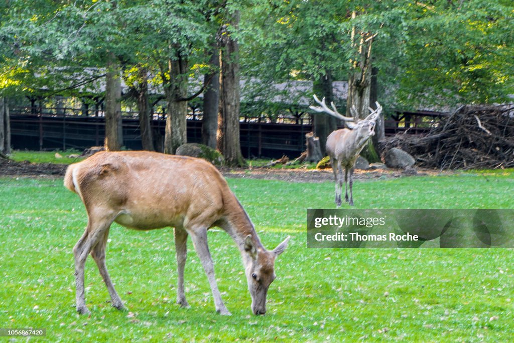 Male and female Red Deer (Cervus elaphus)