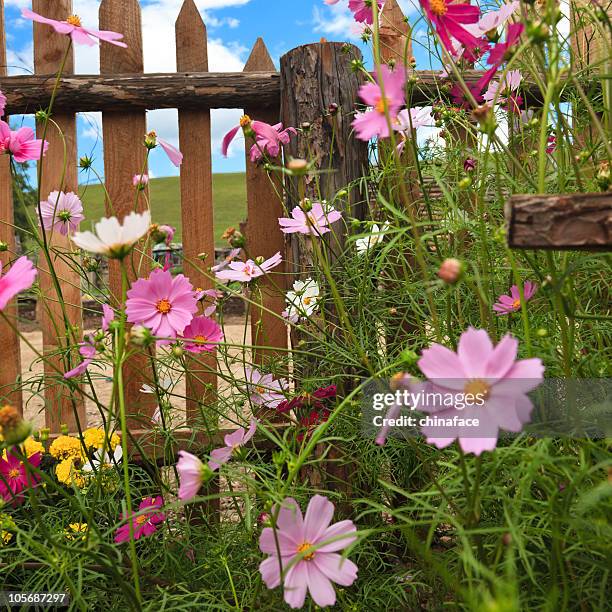 jardín valla tienen rosa coreopsis - corisperma fotografías e imágenes de stock