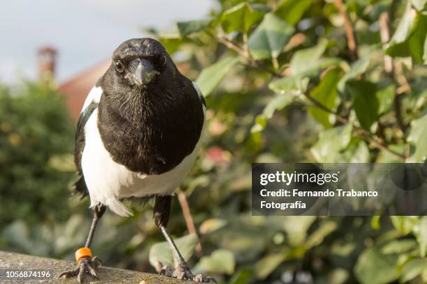 672 Funny Crow Photos and Premium High Res Pictures - Getty Images 672 Funny Crow Photos and Premium High Res Pictures - Getty Images