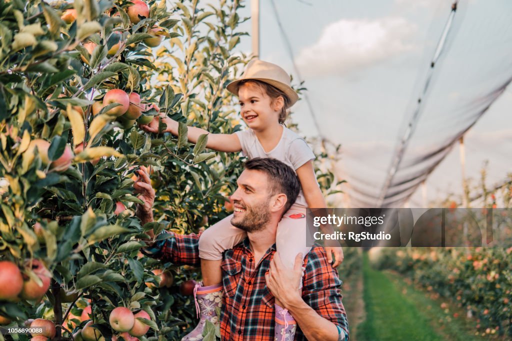 Vader en jonge dochter werken bij appelboomgaard