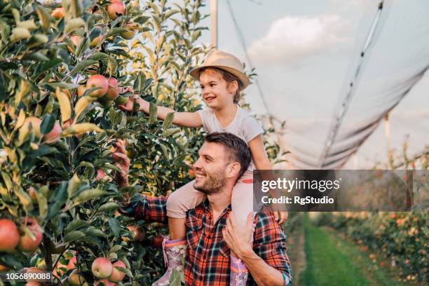 father and young daughter working at apple orchard - orchard stock pictures, royalty-free photos & images