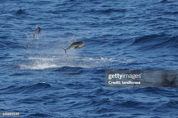 atum perseguir peixe voador - scombridae imagens e fotografias de stock