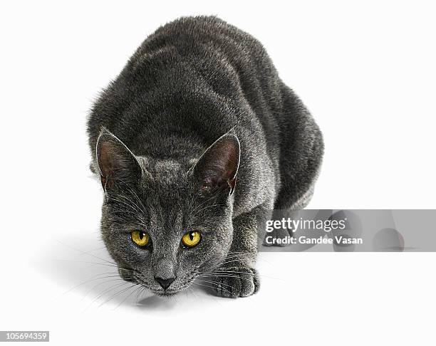 cat staring - cat family stock pictures, royalty-free photos & images