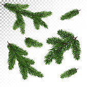 Collection of spruce / pine branches in a realistic style. New Year's decor. Isolated Vector. Eps10.