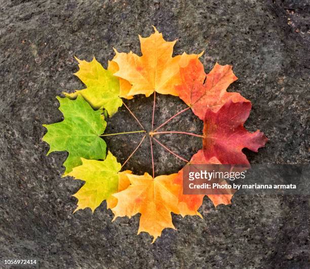 maple leaf circle - maple tree canada stock pictures, royalty-free photos & images