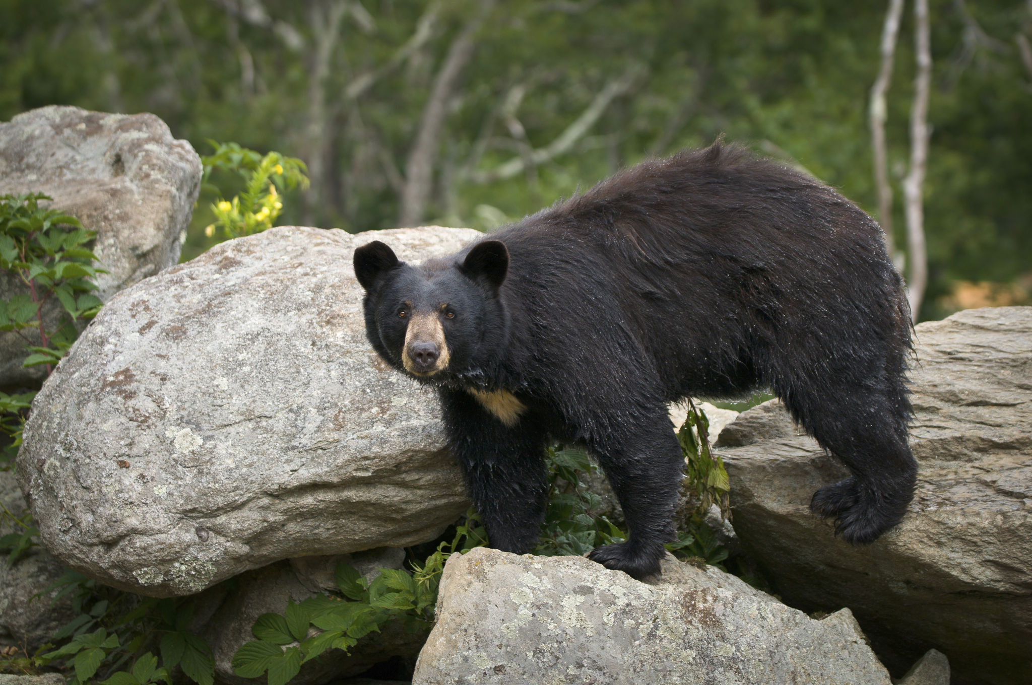 wildlife hiking