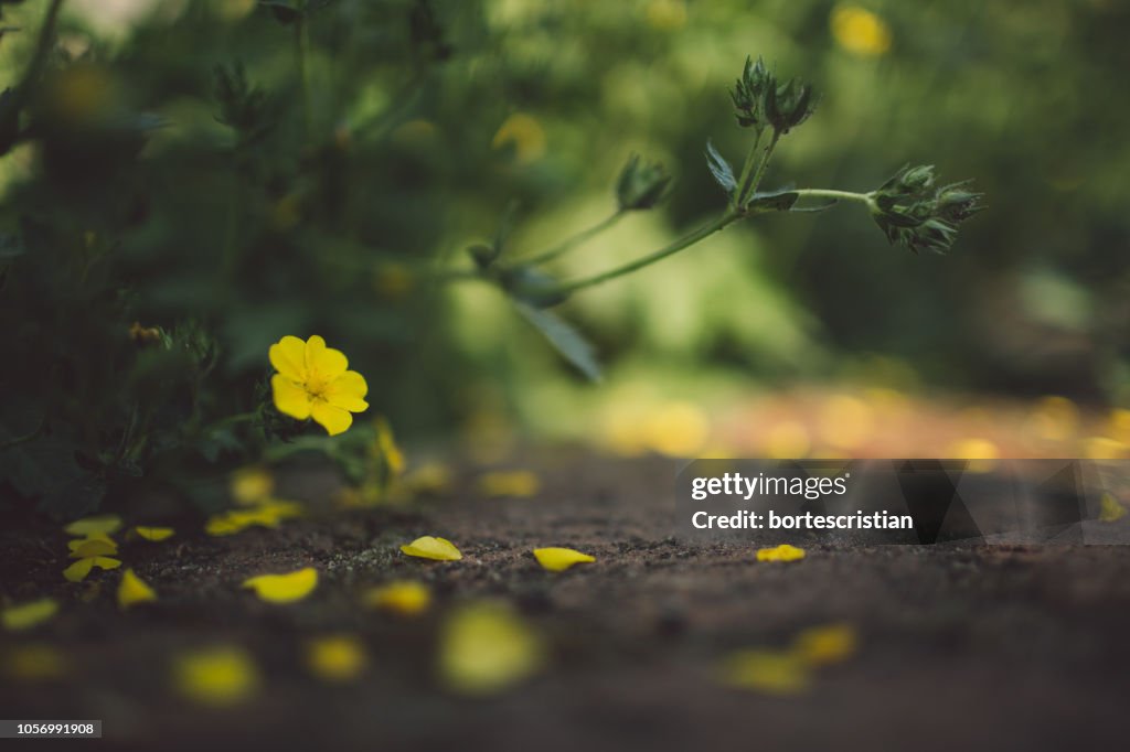 Close-Up Of Yellow Flowering Plant On Land