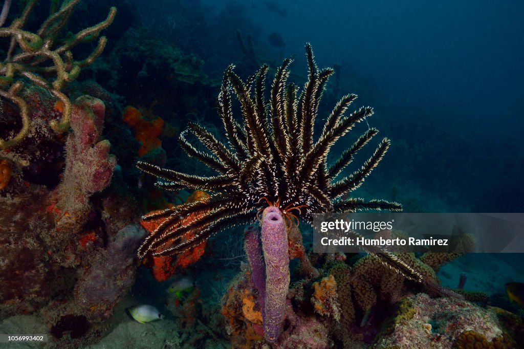 Crinoid.