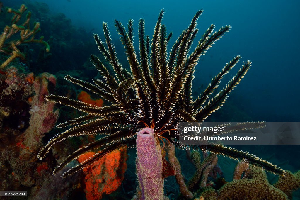 Crinoid.