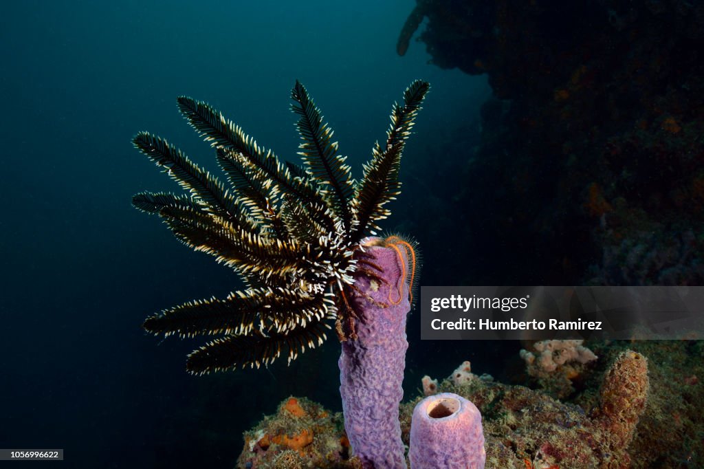 Crinoid.