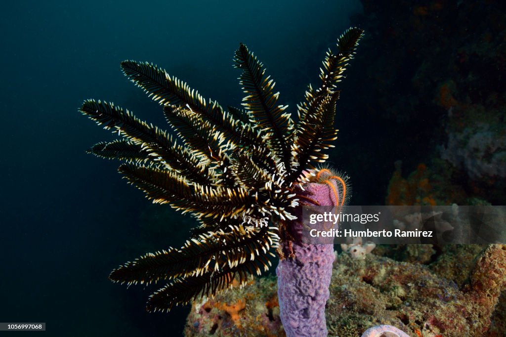 Crinoid.
