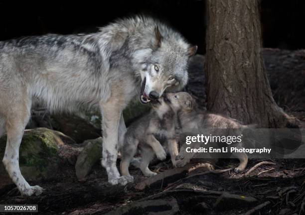wolf mom with pups - wolf cub stock pictures, royalty-free photos & images