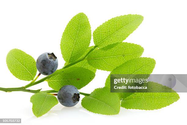 branch with huckleberries, isolated - huckleberry stock pictures, royalty-free photos & images