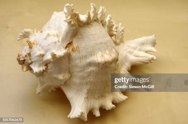Pointy Nut Shells Pointy Shell Photos and Premium High Res Pictures - Getty Images