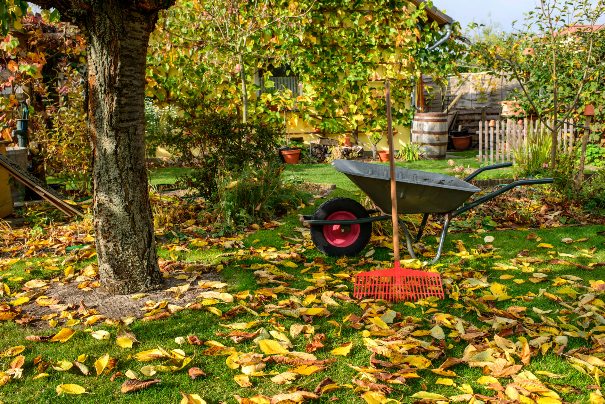 autumn garden