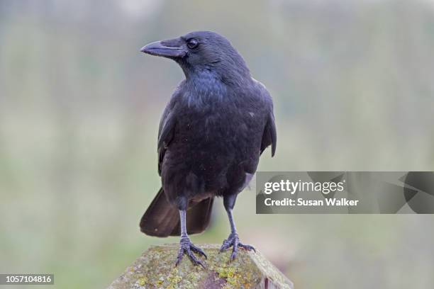 crow (corvus corone) - crow stockfoto's en -beelden