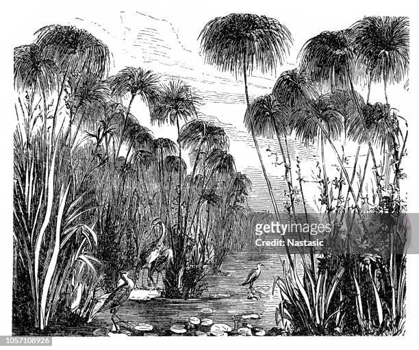papyrus - papyrus reed stock illustrations