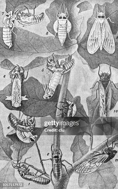singcicade or seventeen-year cicada, stages of development - evolution vintage stock illustrations
