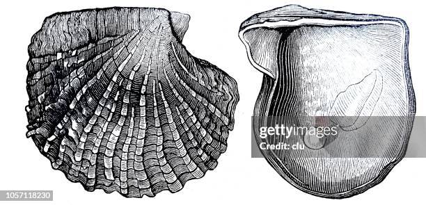 Ilustraciones, imágenes clip art, dibujos animados e iconos de stock de Ostion - Getty Images Ilustraciones, imágenes clip art, dibujos animados e iconos de stock de Ostion - Getty Images