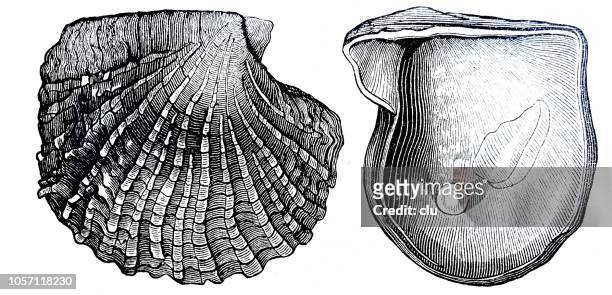 pearl mussel on white background, two sides - oyster pearl stock illustrations