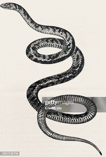 buzz schlange auf weißem hintergrund - serpent stock-grafiken, -clipart, -cartoons und -symbole