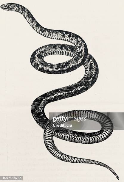 ilustrações de stock, clip art, desenhos animados e ícones de buzz snake on white background - 2018