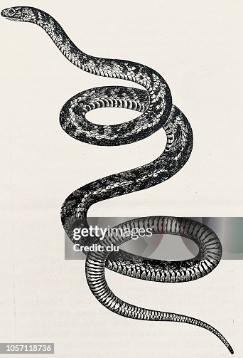 Buzz snake on white background Buzz snake on white background