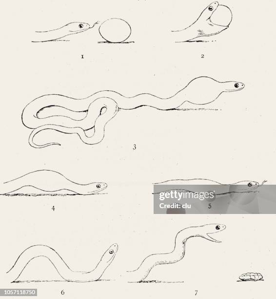 buzz snake crushing the eggs and spitting out the egg shells - crushed egg stock illustrations