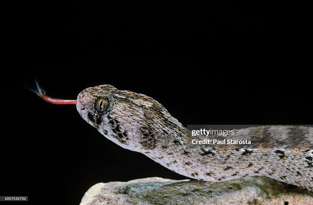 Echis ocellatus (african saw-scaled viper)
