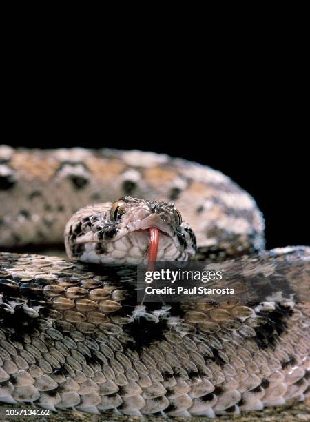 echis ocellatus (african saw-scaled viper) - vipera foto e immagini stock