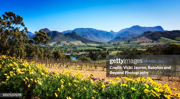 landscape scenic of vineyards of franschhoek, south africa - south africa wine stock pictures, royalty-free photos & images