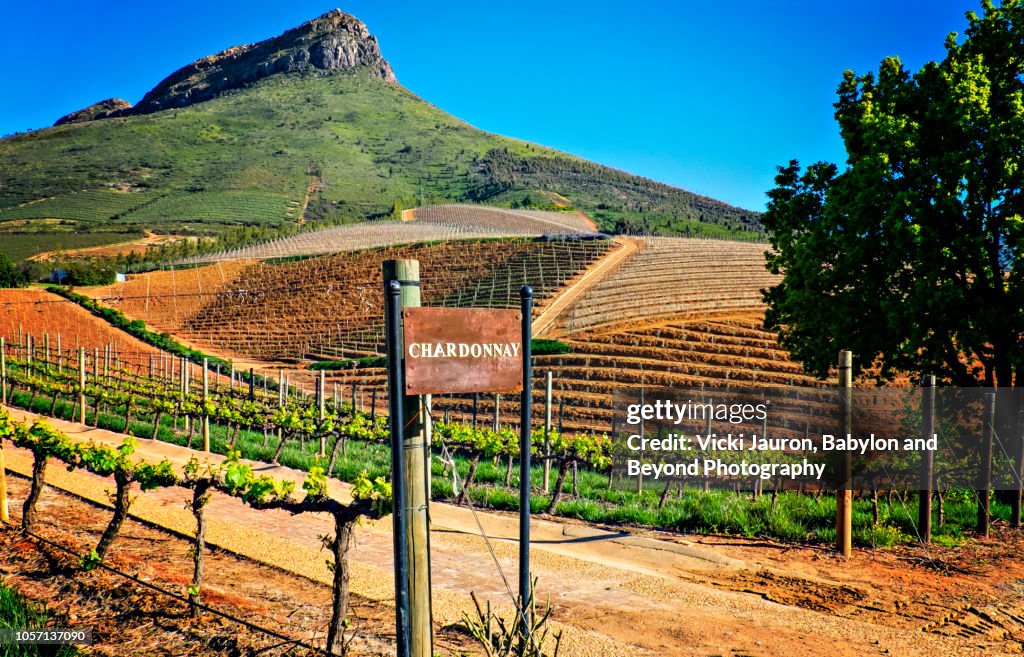 Chardonnay Grapes at a Winery in Franschhoek, South Africa