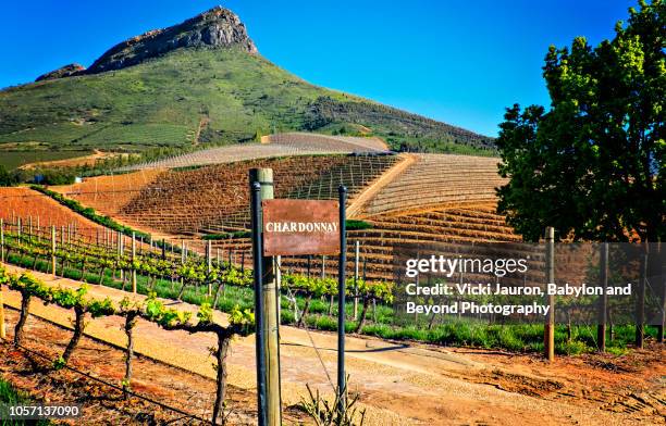 chardonnay grapes at a winery in franschhoek, south africa - south africa wine stock pictures, royalty-free photos & images