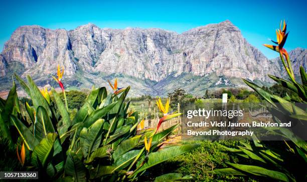 bird of paradise plants at winery in franschhoek, western cape, south africa - south africa wine stock pictures, royalty-free photos & images