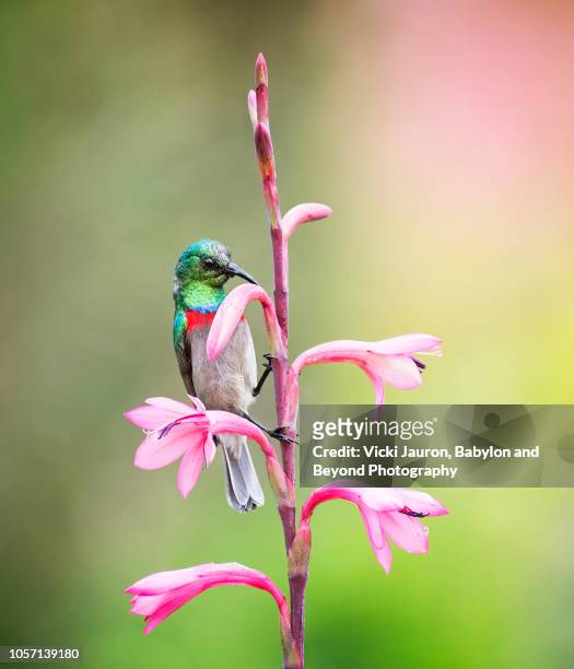 double collared sunbird on pink flower against soft background color - fynbos stock-fotos und bilder
