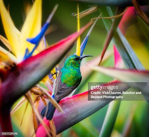 incredible bird of paradise plant with sunbird at kirstenbosch gardens, cape town - bird of paradise bird stock pictures, royalty-free photos & images