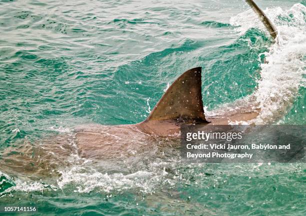 close up of great white shark splashing in water at gansbaai, south africa - pinna animale foto e immagini stock