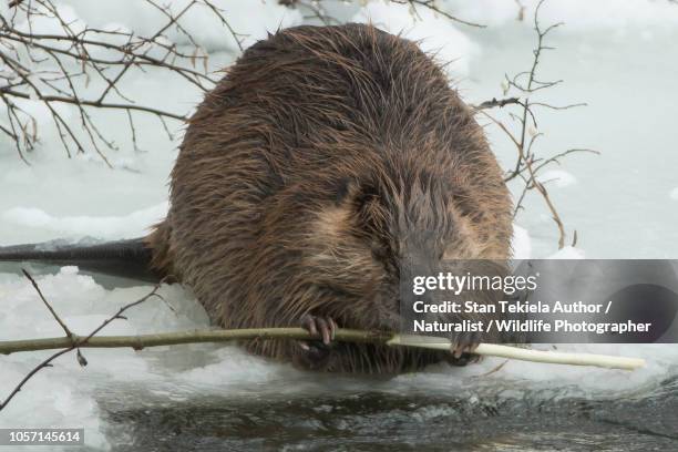 american beaver eating along stream in winter - kanadischer biber stock-fotos und bilder