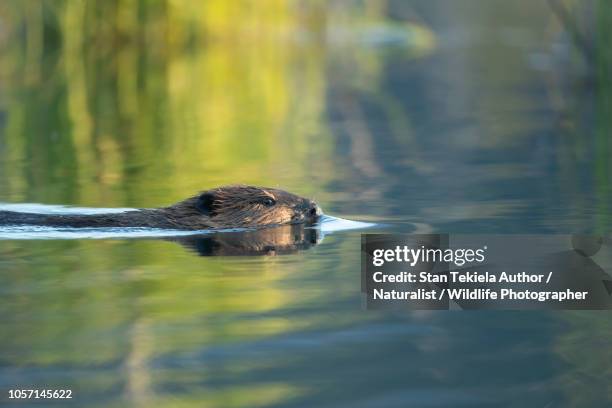 american beaver building dam - beaver dam stock-fotos und bilder