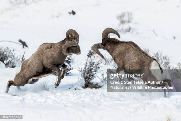 bighorn sheep rams in rut butting heads - bighorn sheep stock pictures, royalty-free photos & images