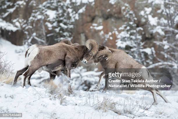 bighorn sheep rams in rut butting heads - ram stockfoto's en -beelden