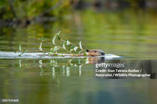 american beaver building dam - biber stock-fotos und bilder