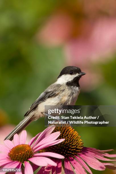 black-capped chickadee on purple coneflower - chickadee stockfoto's en -beelden