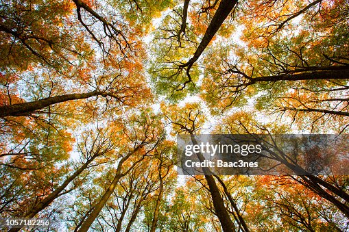 Autumn trees seen from the forest floor Autumn trees seen from the forest floor