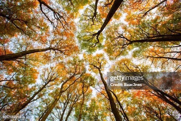 autumn trees seen from the forest floor - árvore de folha caduca imagens e fotografias de stock