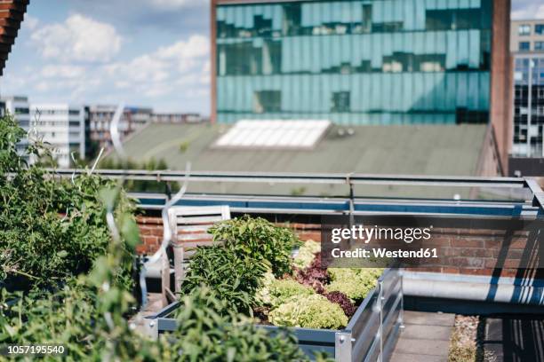 germany, duisburg, urban rooftop garden - essen ruhrgebiet stock-fotos und bilder