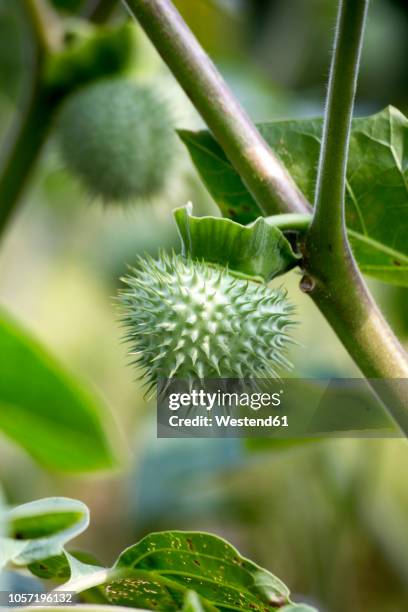 fruit of datura stramonium - angels trumpet stock-fotos und bilder