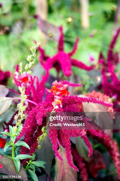 amaranth plants - amarant stock-fotos und bilder