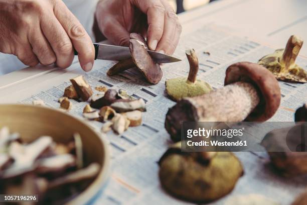 man's hand cutting bay bolete - mushroom types stockfoto's en -beelden