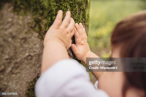 toddler's hands feeling tree moss in park - physical senses stock pictures, royalty-free photos & images